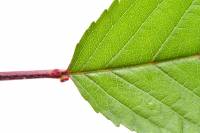 Merisier - pétiole et base de la feuille (Prunus avium)